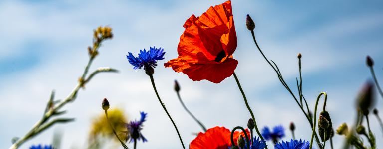 Photo de Palle Knudsen récupérée sur Unsplash représentant des coquelicots